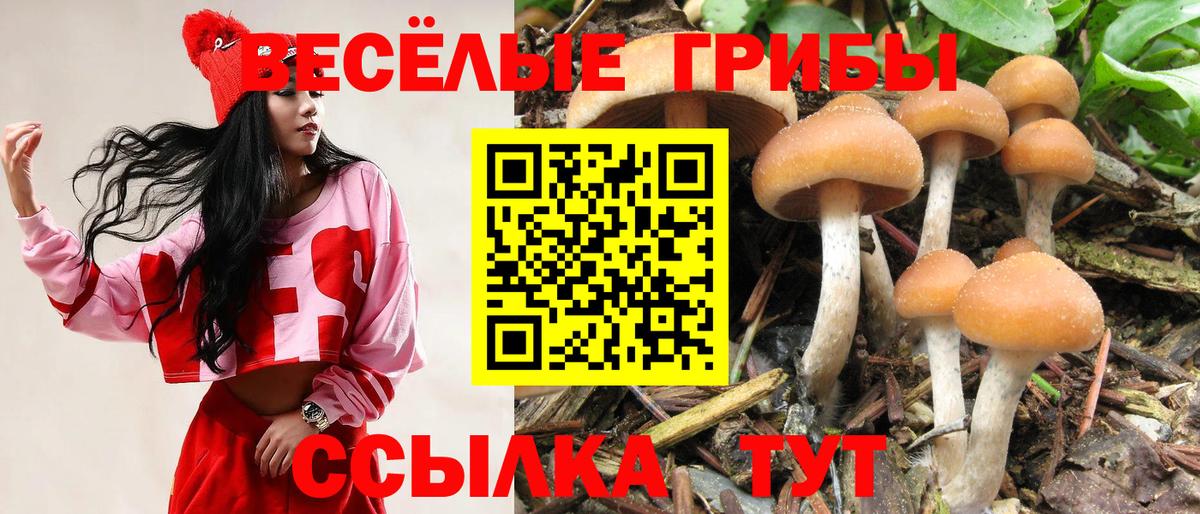 Псилоцибиновые грибы Cubensis Дубна